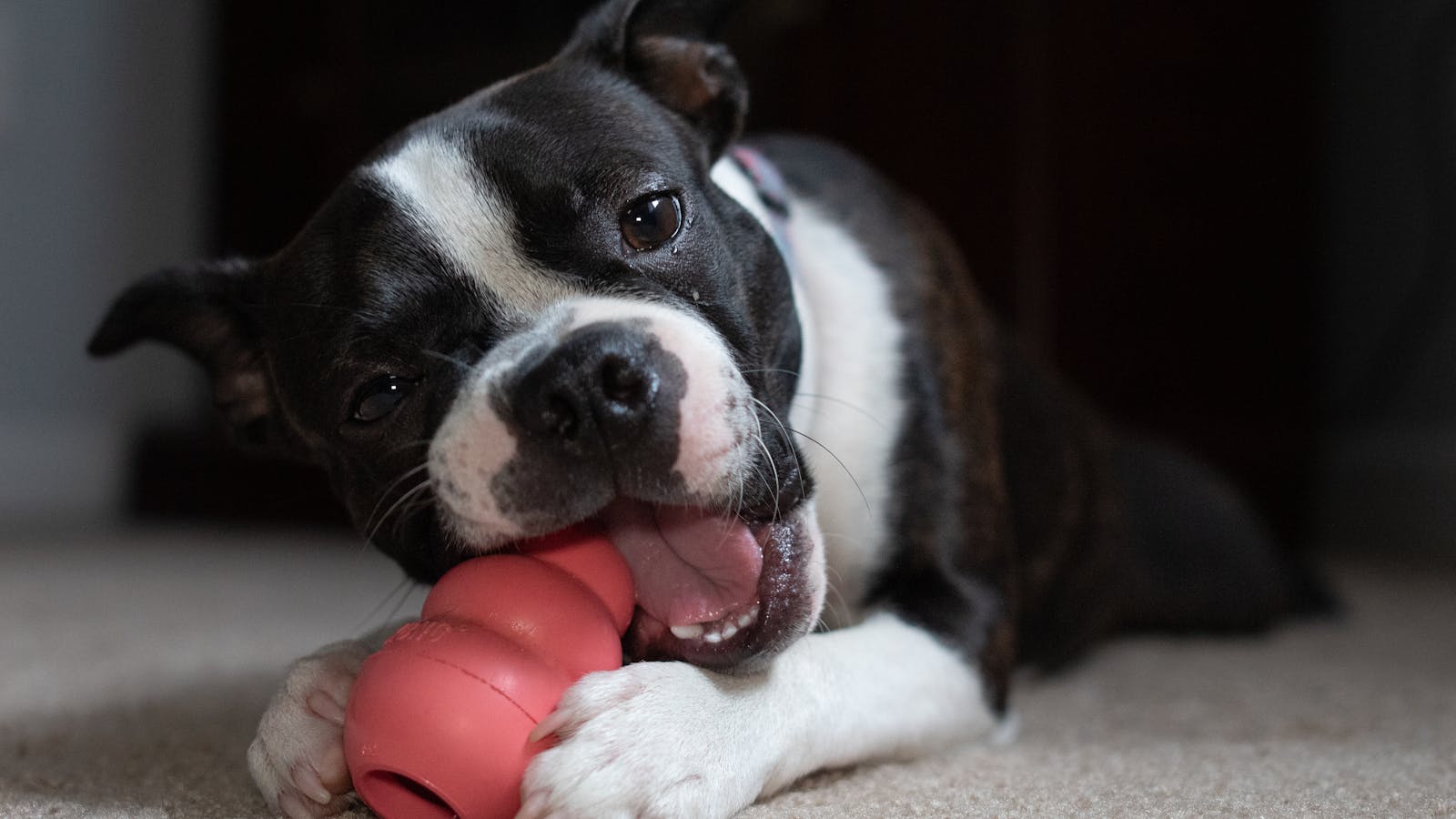 Boston Terrier mordisqueando un juguete de caucho dentro de casa