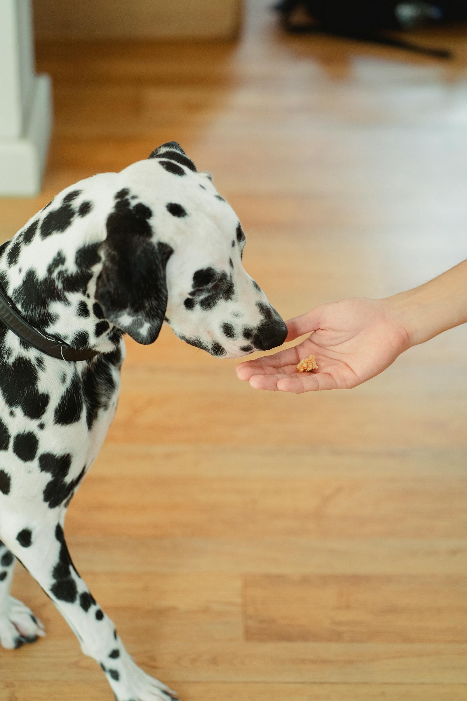Perro dálmata olfateando un premio en la mano de su dueño dentro de casa
