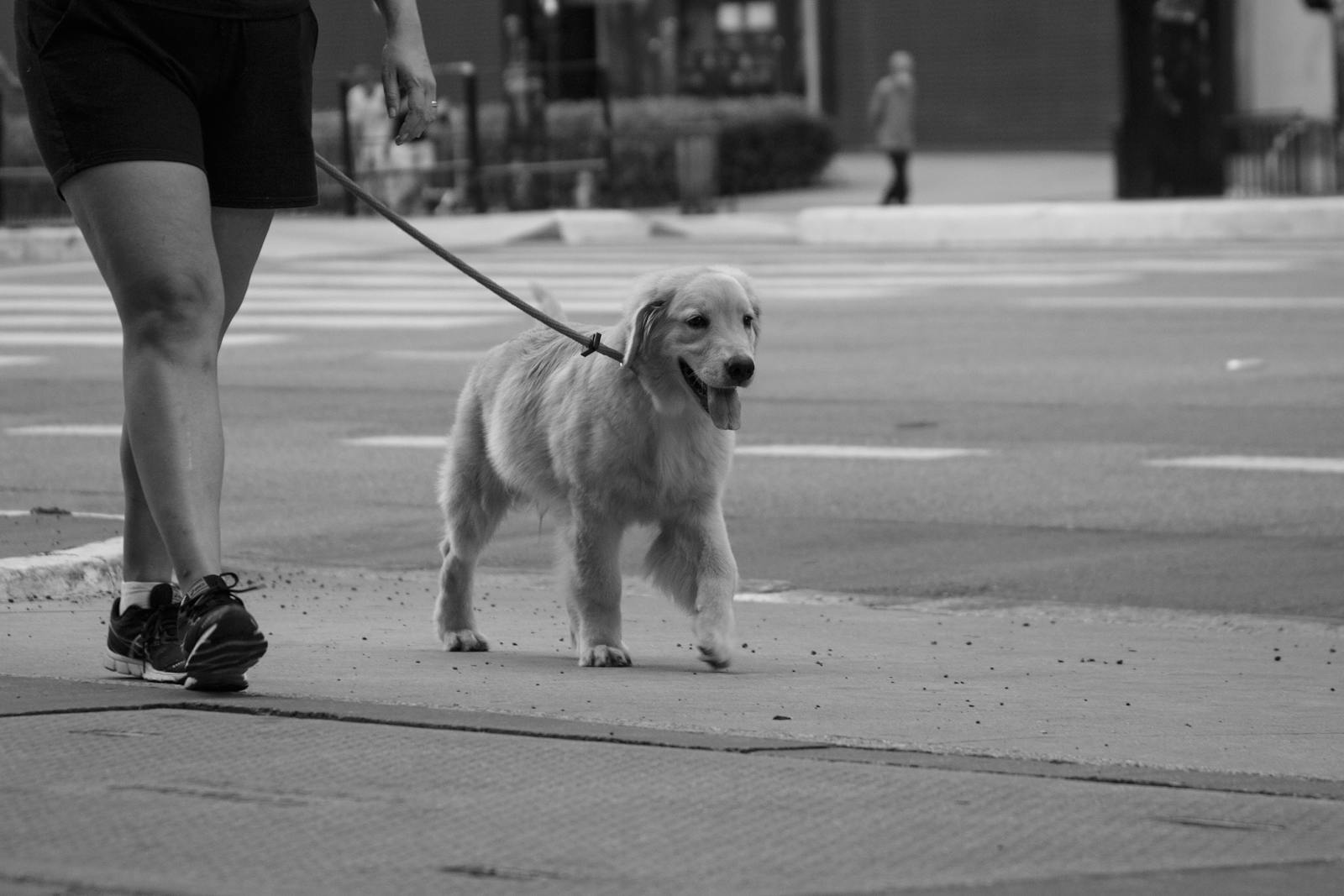 Persona paseando a un Golden Retriever que camina tranquilo junto a ella